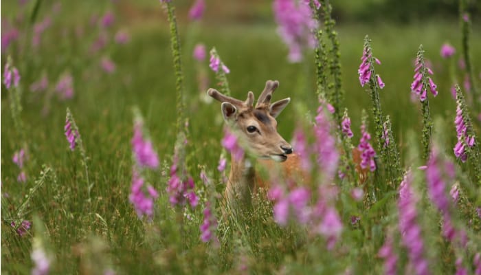 Summer UKK Wildlife Tracks Through Pastures